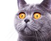 thumb-image-2024-02-29T13:57:35.353Z