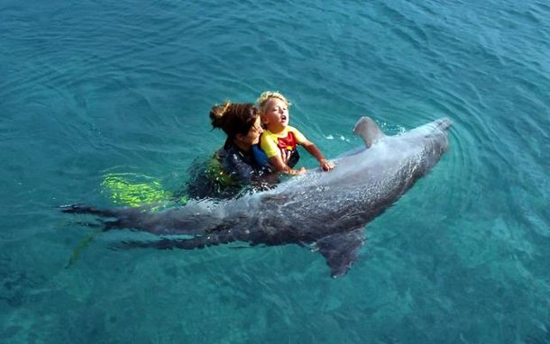 Será que golfinhos fazem bem à saúde? Não necessariamente - Mega Curioso