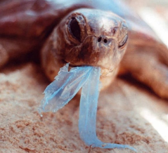 Entenda como o descarte indevido de plástico está destruindo nosso planeta