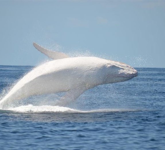 Raríssima baleia branca já possui um companheiro albino