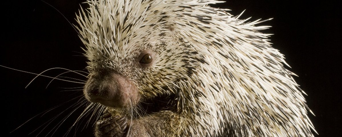 7 vídeos de animais super fofinhos para alegrar sua semana!