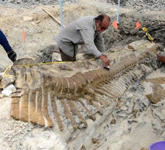 Descoberta cauda de dinossauro de 72 milhões de anos em bom estado
