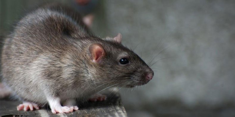 Agricultores chineses encontram rato gigantesco de 5 kg