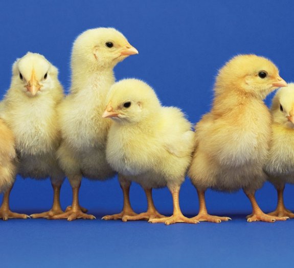 Pesquisa revela que galinhas são mais inteligentes que bebês
