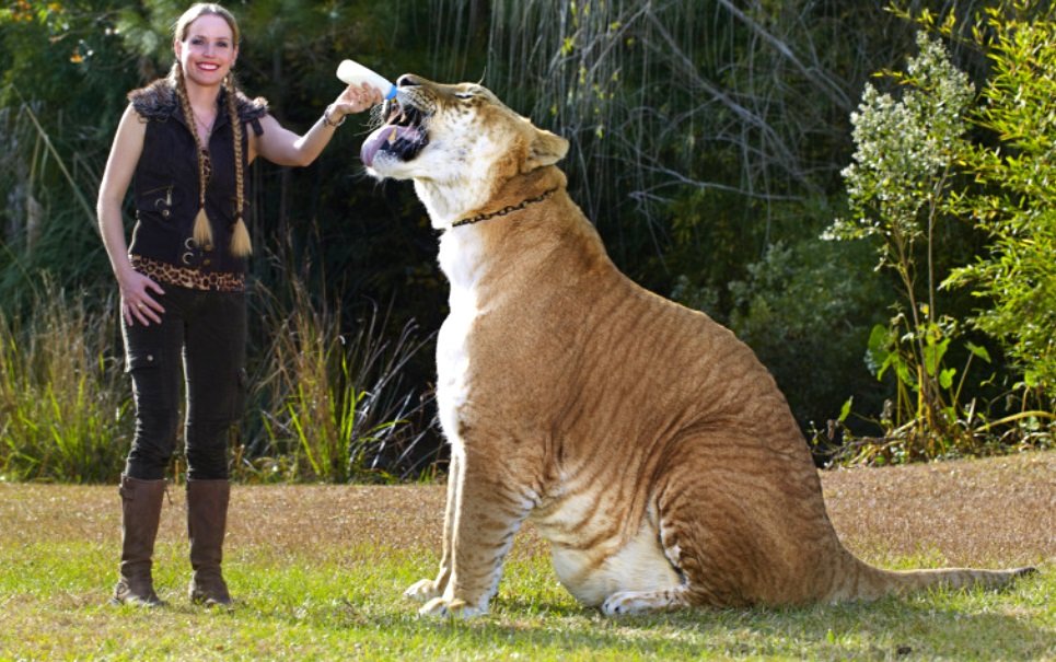 Conheça Hércules, o maior felino do mundo - Mega Curioso