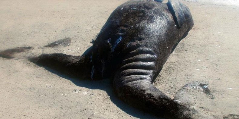 Pescadores descobrem baleias siamesas em laguna no México