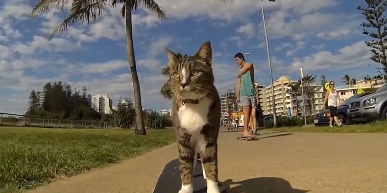 GATOS na NEVE pela primeira vez ❄️🐈 (Vídeos FOFOS) 