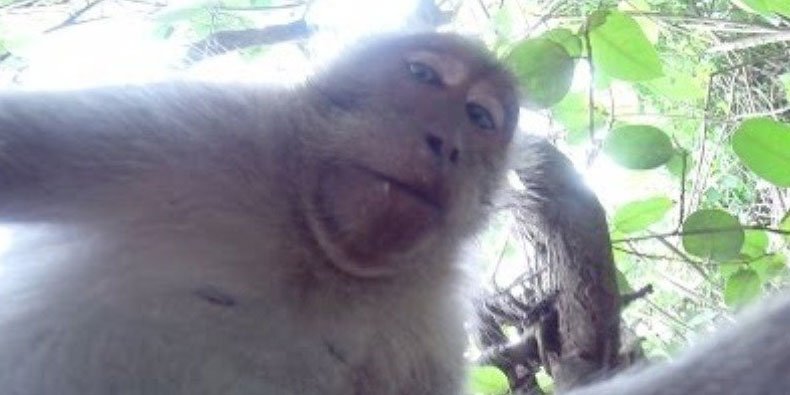 Macaco que tirou uma selfie é a personalidade do ano para a PETA