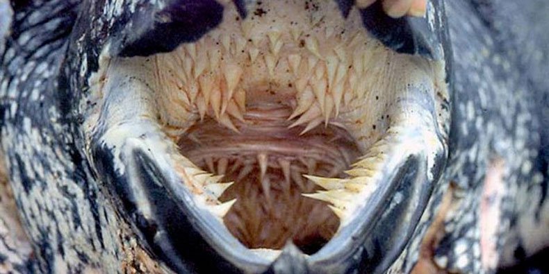 Imagem de Acredite se quiser: a boca mais assustadora da natureza é de uma tartaruga no site Mega Curioso