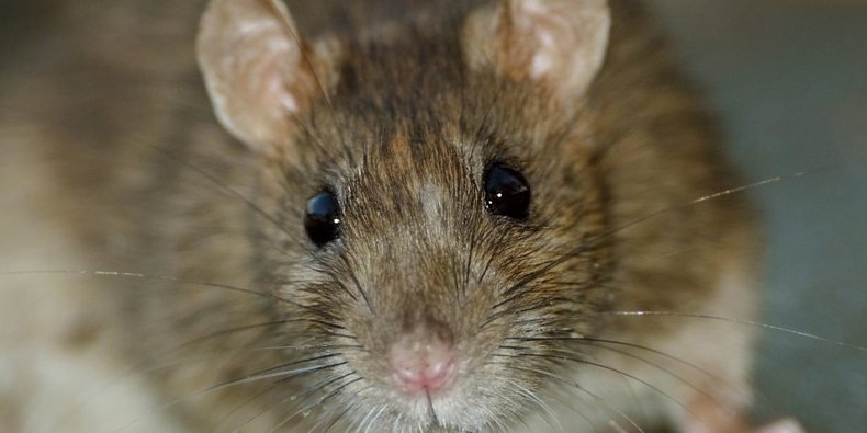 Alunos de Medicina capturam um enorme rato 'mutante' em faculdade na China  - Mega Curioso