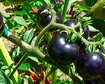 thumb-image-2024-02-29T13:58:26.697Z
