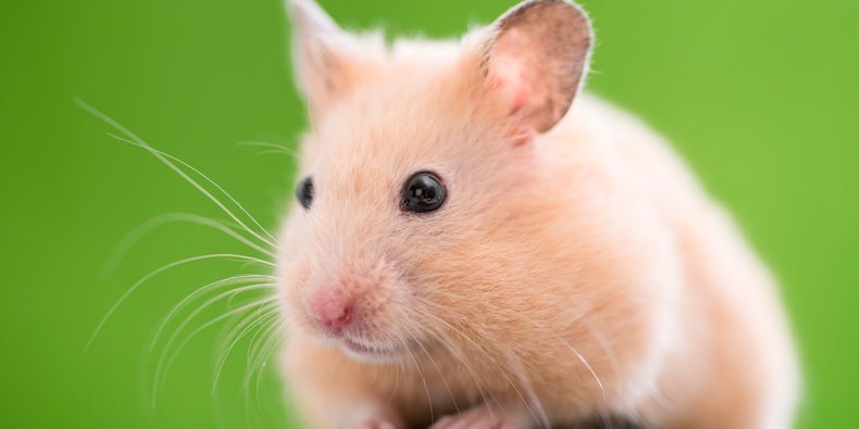 Imagem de 5 das piores mães do reino animal no site Mega Curioso