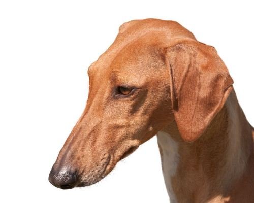 Cães com nariz comprido: conheça 4 raças - Mega Curioso