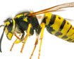 thumb-image-2024-02-29T13:58:30.188Z