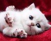 thumb-image-2024-02-29T13:58:30.218Z