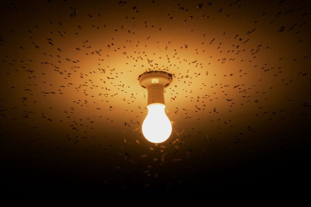Você sabe por que, no calor os insetos voam ao redor da luz elétrica ...