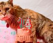 thumb-image-2024-02-29T13:58:31.425Z
