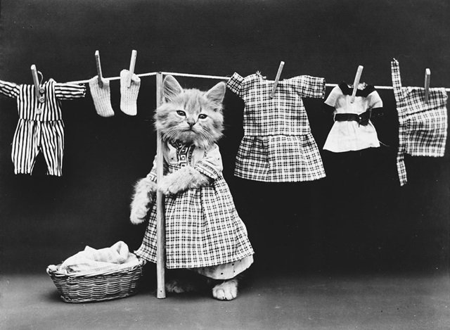 Cães e gatos vestidos como pessoas do século passado [galeria