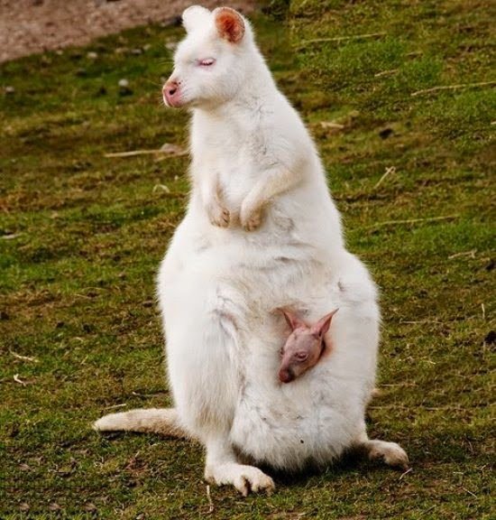 Mais 21 fotografias de animais albinos impressionantes