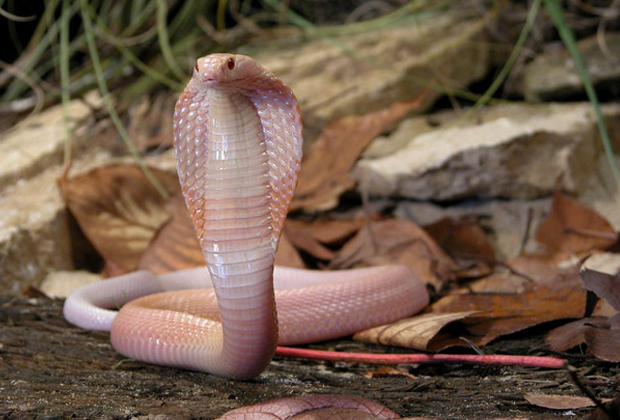 Mais 21 fotografias de animais albinos impressionantes