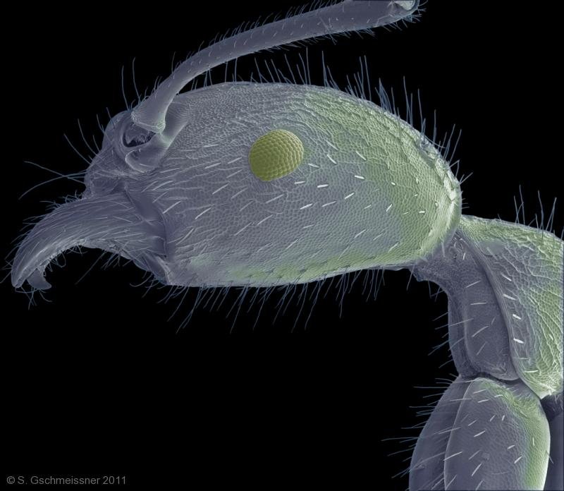 O rosto desses 8 insetos vistos por microscópio - Mega Curioso