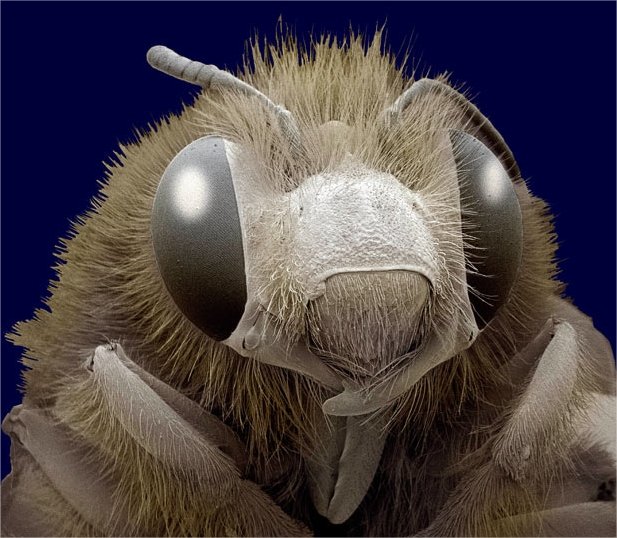 O rosto desses 8 insetos vistos por microscópio - Mega Curioso