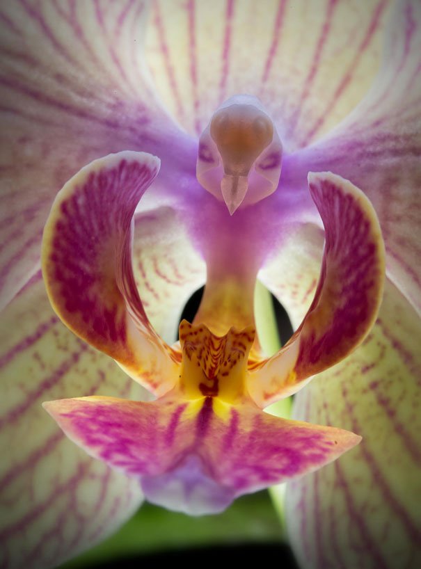 Phalaenopsis