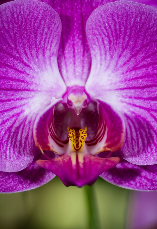 Phalaenopsis