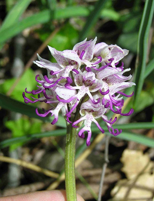 Orchis italica