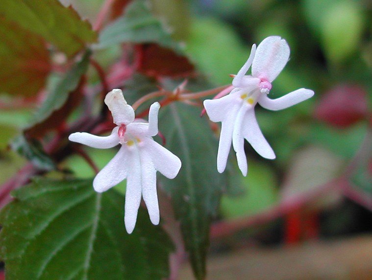Impatiens bequaertii