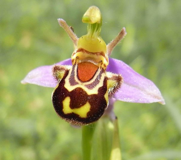 Ophrys apifera