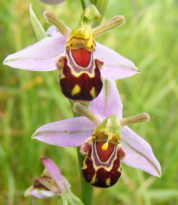 Ophrys apifera