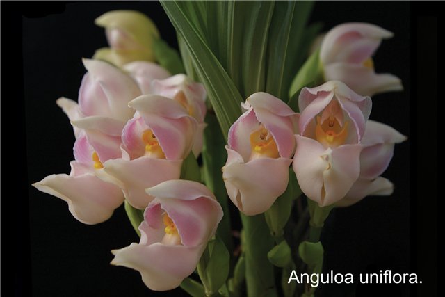 Anguloa uniflora