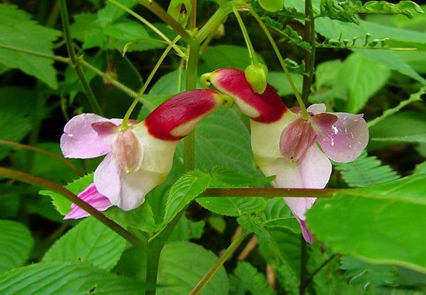 Impatiens psittacina