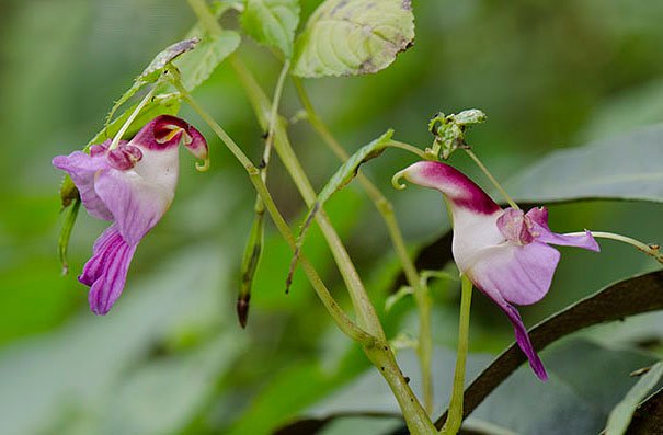 Impatiens psittacina