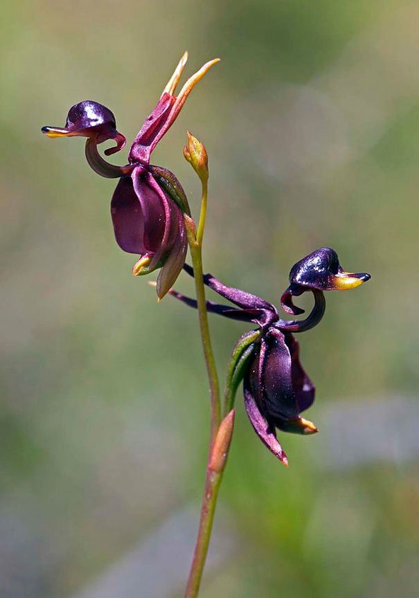 Caleana major