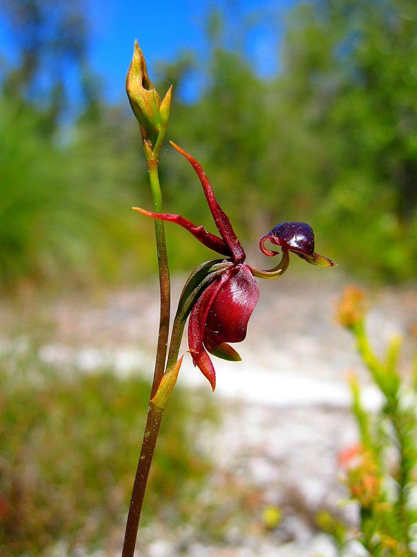 Caleana major