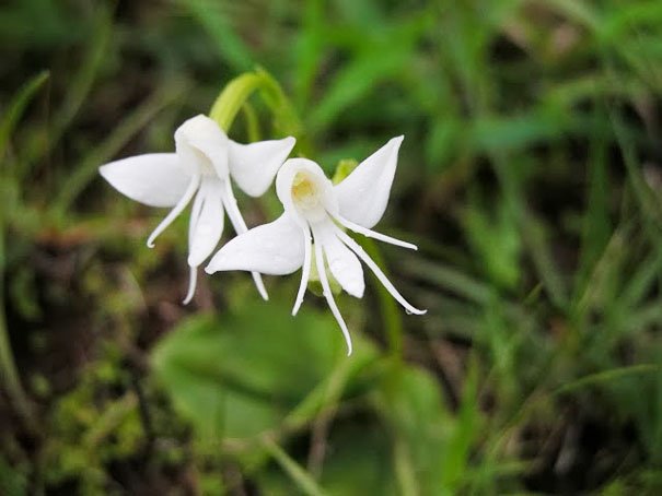Habenaria grandifloriformis