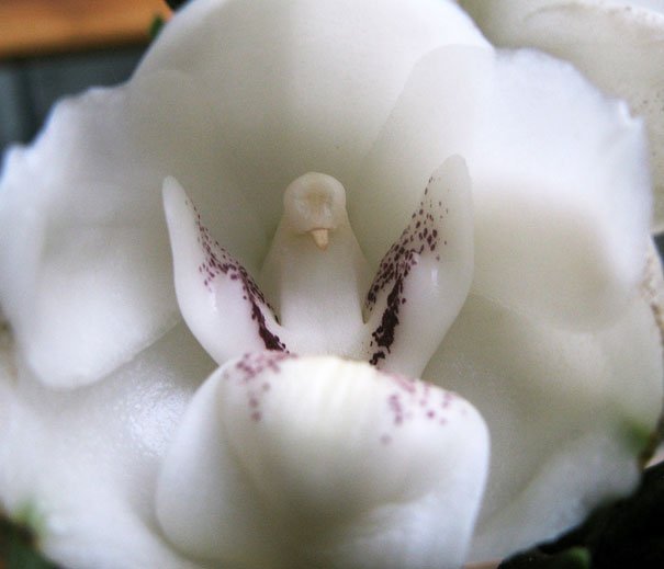 Peristeria elata