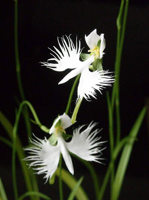 Habenaria radiata