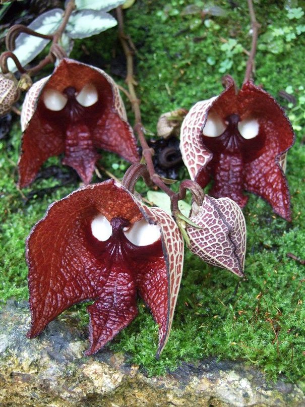 Aristolochia salvadorensis