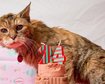 thumb-image-2024-02-29T13:58:34.403Z