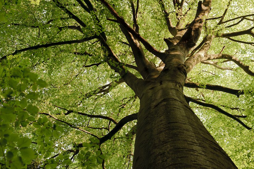 Esta floresta é o cenário perfeito para um conto de fadas