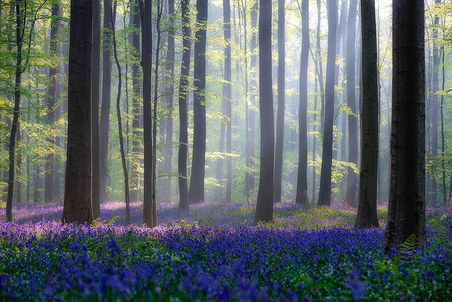 Esta floresta é o cenário perfeito para um conto de fadas