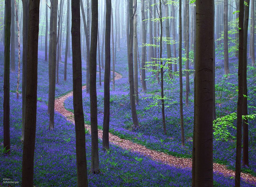Esta floresta é o cenário perfeito para um conto de fadas