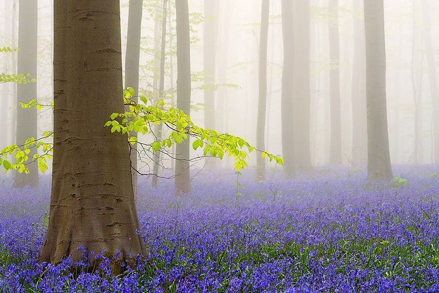 Esta floresta é o cenário perfeito para um conto de fadas