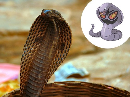 10 animais da vida real que inspiraram Pokémons [imagens] - Mega Curioso