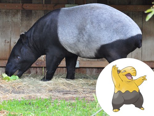 10 Pokémon que lembram animais bizarros da vida real