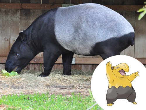 Esses animais são pokémons da vida real! #pokemon #pokemons