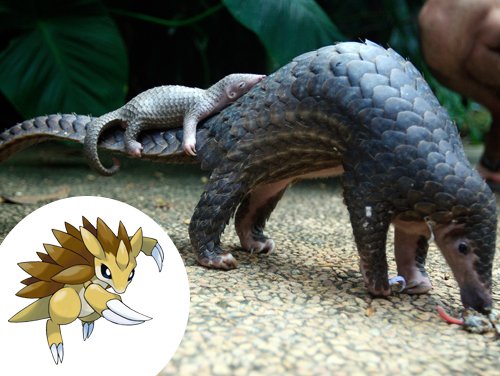 10 animais da vida real que inspiraram Pokémons [imagens] - Mega Curioso